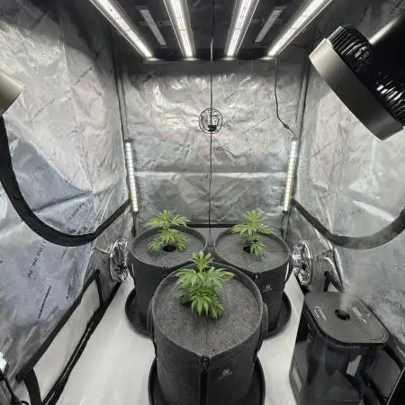Astronaut Status #24 - Winter Grow