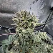 Granny Candy - Fasciation