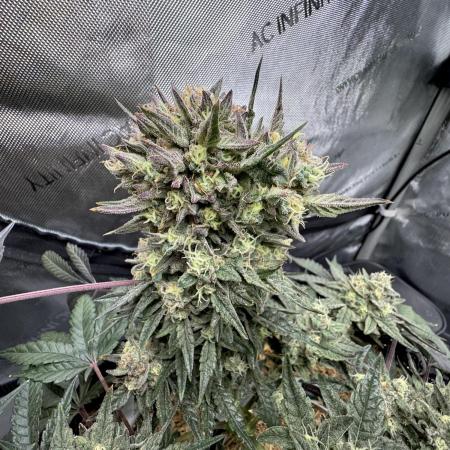 Granny Candy - Fasciation