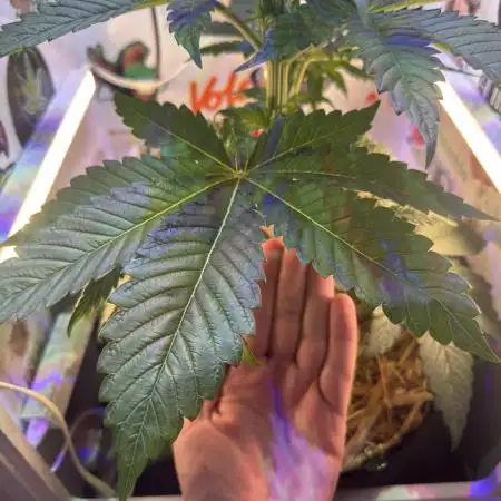 Cap Junky - 12/12 from seed (almost)