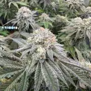 Astronaut Status #24 - Clearwater Cut