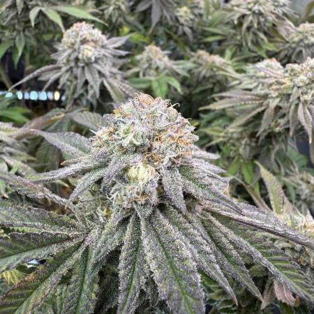 Astronaut Status #24 - Clearwater Cut