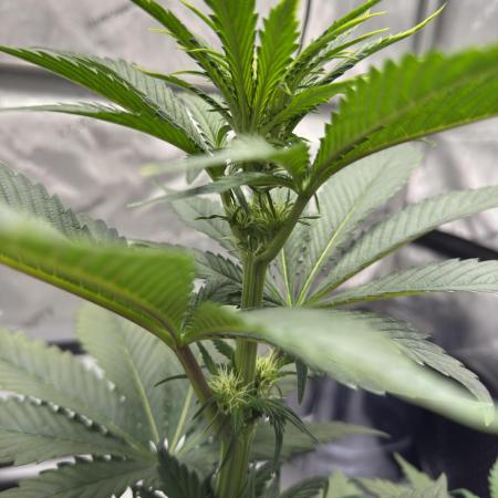 Cap Junky - 12/12 from seed (almost)