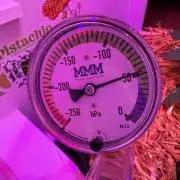 Cap Junky - 12/12 from seed (almost)