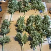 First ever Outdoor Grow