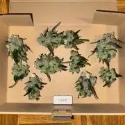Gastronomical -  Bonsai MiniGrow