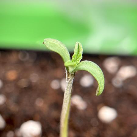 Cap Junky - gas-station.lu freebee