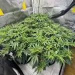 Astronaut Status #24 - Winter Grow