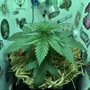 Cap Junky - 12/12 from seed (almost)