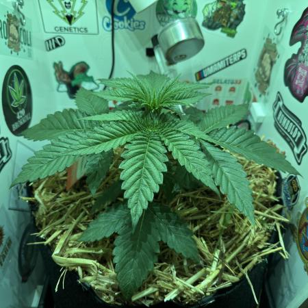 Cap Junky - 12/12 from seed (almost)