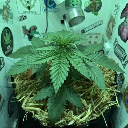 Cap Junky - 12/12 from seed (almost)