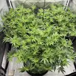 Astronaut Status #24 - Winter Grow