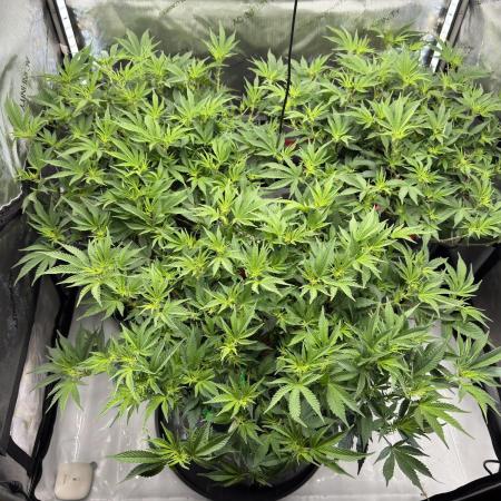 Astronaut Status #24 - Winter Grow