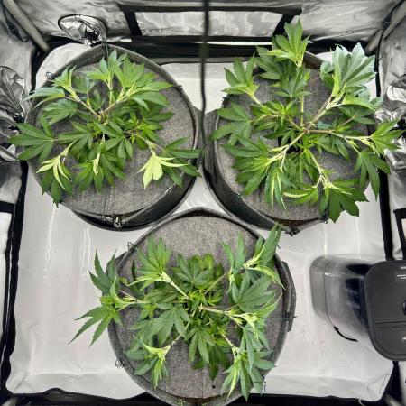Astronaut Status #24 - Winter Grow