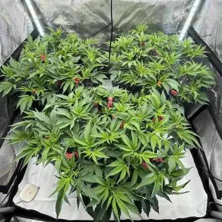 Astronaut Status #24 - Winter Grow