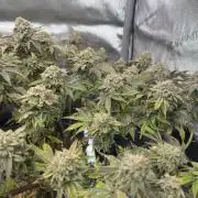 BUSTED fake clone - Astronaut Status #24