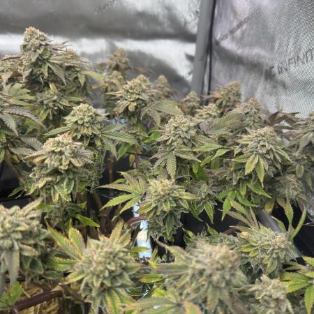 Fake clone - Astronaut Status #24