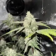 Marshmallow OG - Spring Grow