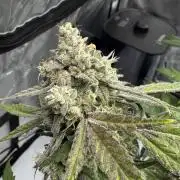 Marshmallow OG - Spring Grow
