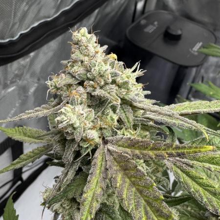 Marshmallow OG - Spring Grow