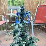 Summer Outdoor Grow 2025