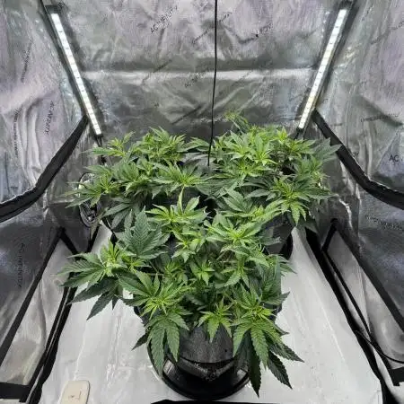 Astronaut Status #24 - Winter Grow