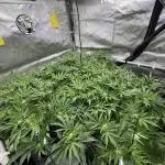 Astronaut Status #24 - Winter Grow