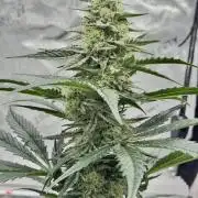 Cap Junky - 12/12 from seed (almost)