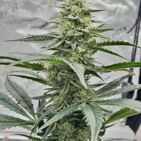 Cap Junky - 12/12 from seed (almost)