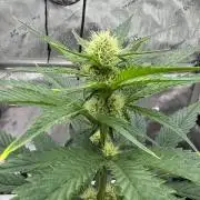 Cap Junky - 12/12 from seed (almost)