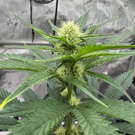 Cap Junky - 12/12 from seed (almost)