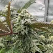 Astronaut Status #24 - Clearwater Cut