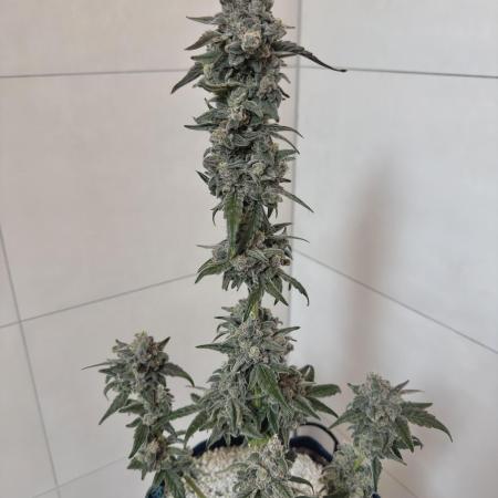 Summer Outdoor Grow 2025