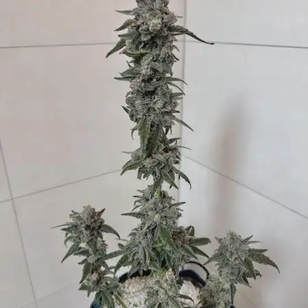 Summer Outdoor Grow 2025