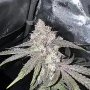Marshmallow OG - Spring Grow