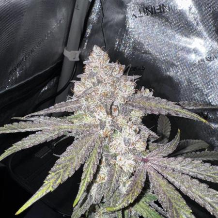 Marshmallow OG - Spring Grow