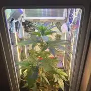 Cap Junky - 12/12 from seed (almost)