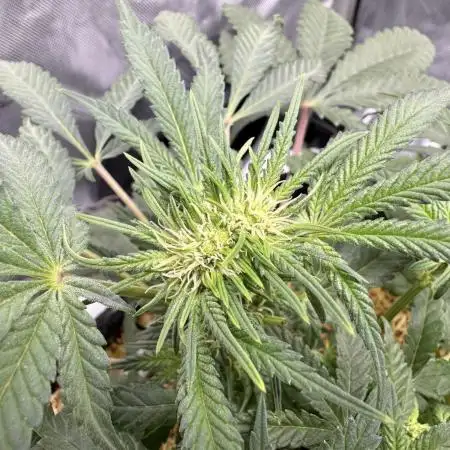 Granny Candy - Fasciation