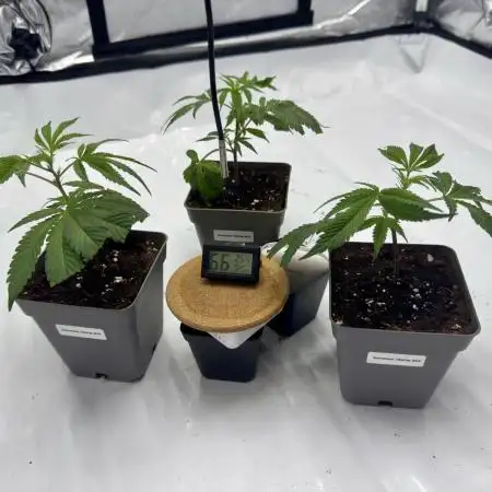 Astronaut Status #24 - Winter Grow