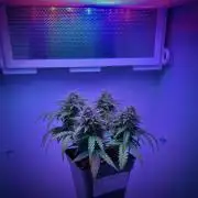 First ever Indoor Grow