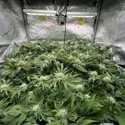 Astronaut Status #24 - Clearwater Cut