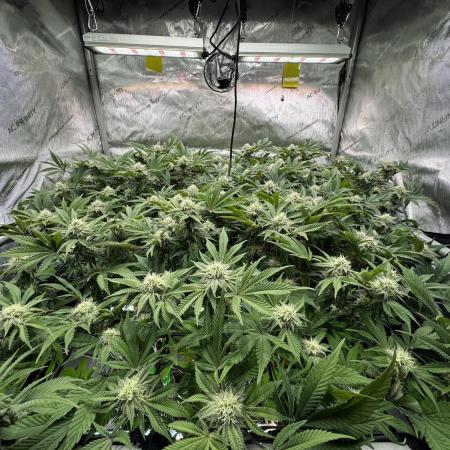 Astronaut Status #24 - Clearwater Cut