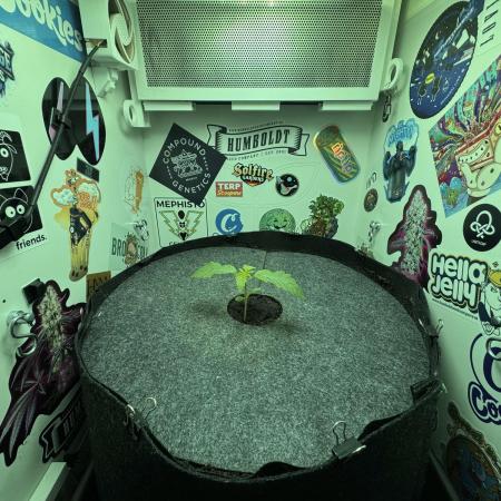 Cap Junky - 12/12 from seed (almost)