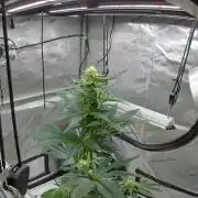 Cap Junky - 12/12 from seed (almost)