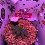 Cap Junky - 12/12 from seed (almost)