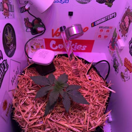 Cap Junky - 12/12 from seed (almost)