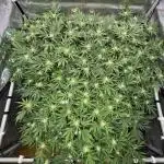 Astronaut Status #24 - Winter Grow