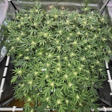 Astronaut Status #24 - Winter Grow