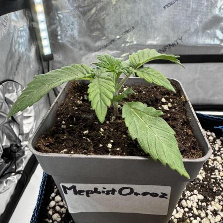 Summer Outdoor Grow 2025