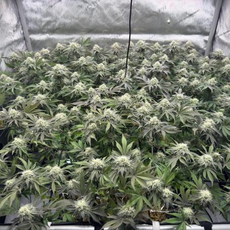 Astronaut Status #24 - Clearwater Cut